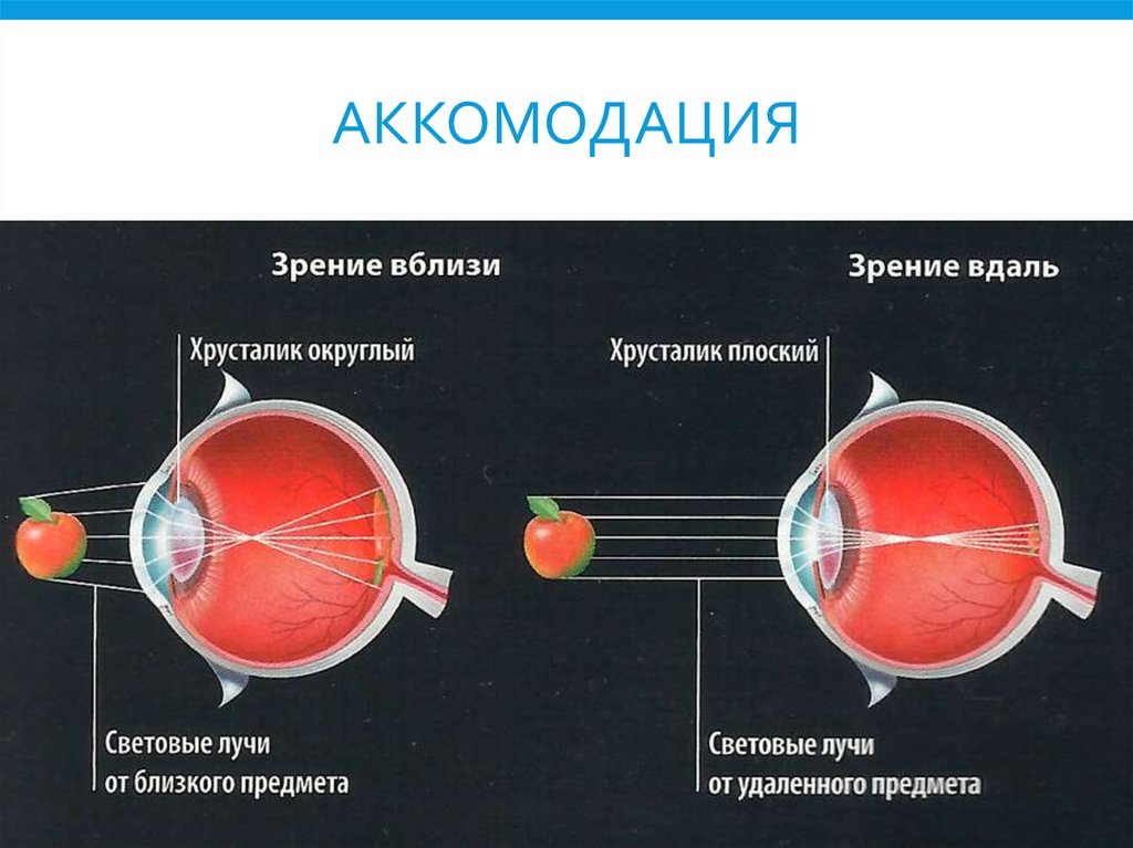 Острота зрения отражает способность оптической системы глаза строить четкое изображение