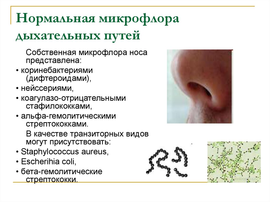Staphylococcus aureus в носу. Нормальная микрофлора кожи дыхательных путей мочеполового тракта. Нормальная микрофлора носа. Микрофлора носовой полости. Стафилококковые инфекции в полости носа.