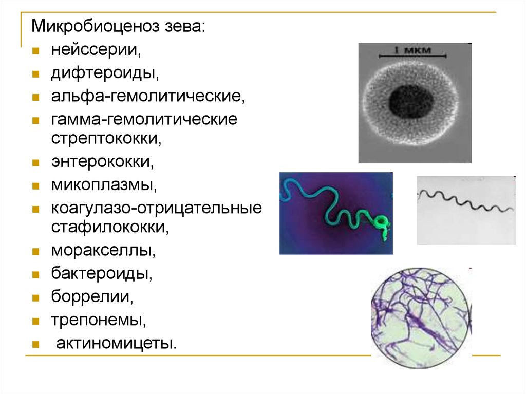 Микробиоценоз. Коагулазо негативный стафилококк. Микробиоценоз это в биологии. Стафилококк коагулазо отрицательный. Альфа гемолитический стрептококк в зеве что это.