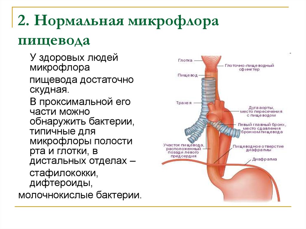 Где находится пищевод картинки