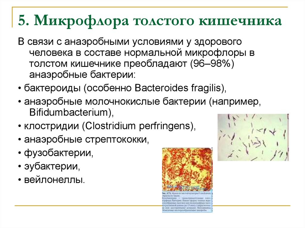 Роль бактерий толстого кишечника человека