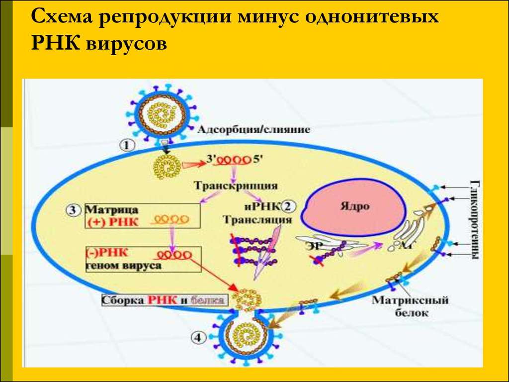 Минус рнк вирусы. Репликация парамиксовирусов схема. Схема репродукции вируса иммунодефицита человека. Схема репродукции РНК вирусов. Механизм репликации парамиксовирусов схема.