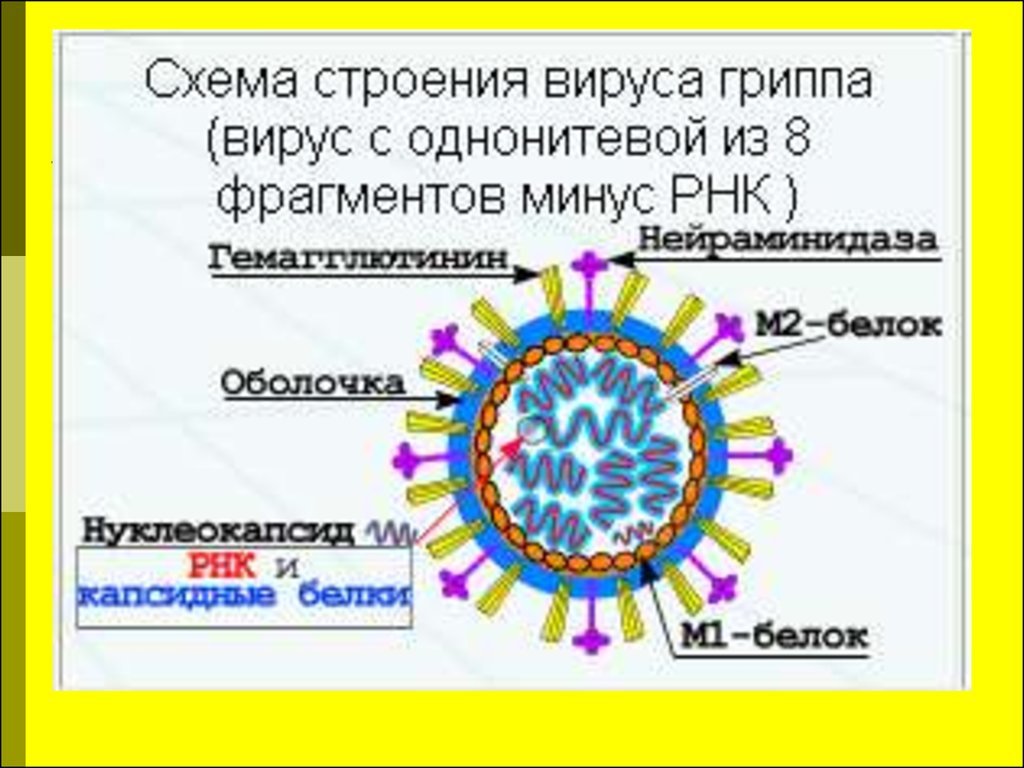 4 строение вирусов. Вирион это микробиология. Морфология вирусов структура вириона. Морфология и структура вирионов. Строение вируса гриппа.