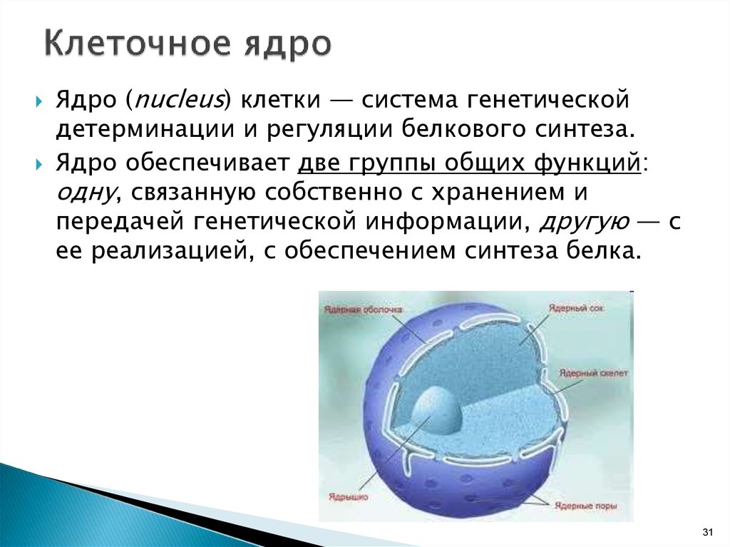 Презентация на тему ядро клетки