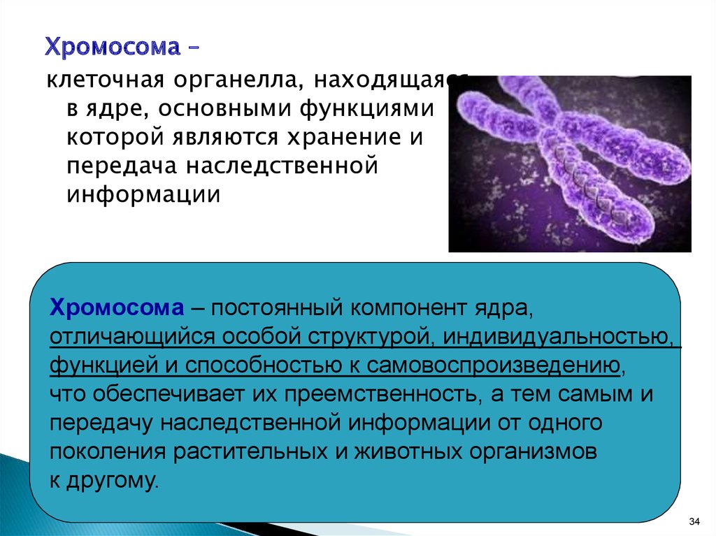 Отвечает за передачу наследственных информации. Виды хромосом. Хранение и передача наследственной информации. Проблема передача наследственной информации.