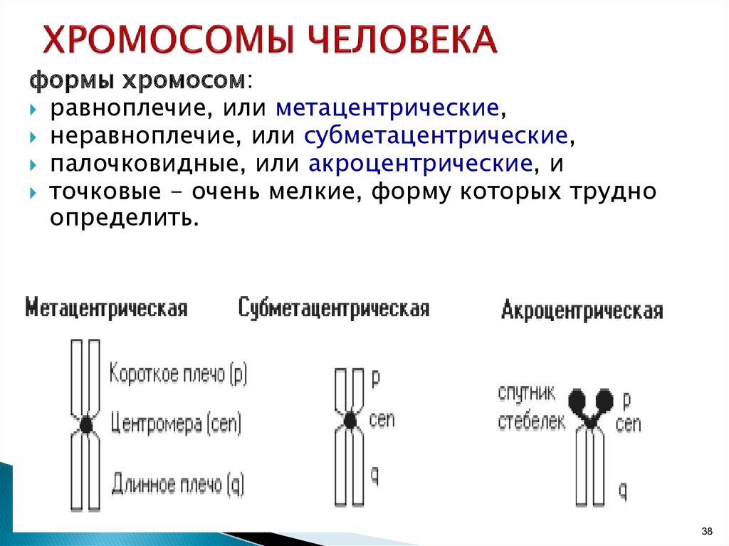 Хромосомы группы г. Человеческие хромосомы. Хромосомные человека. Хромосомы человека человека. Субметацентрические хромосомы человека.
