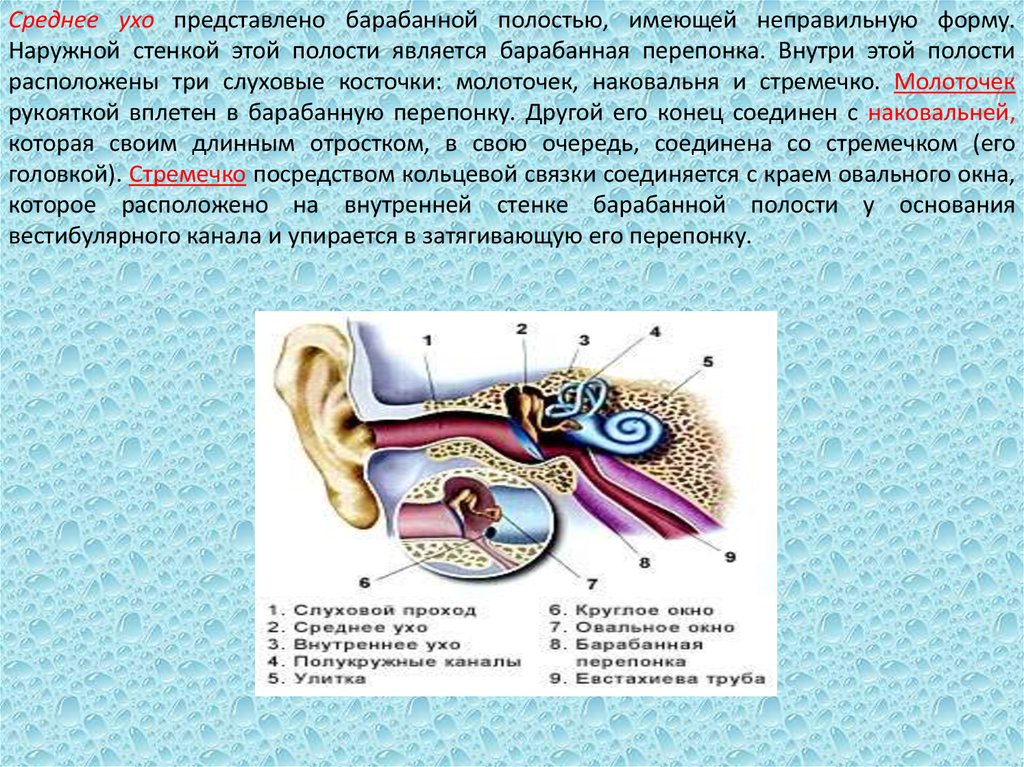Передачи звуковой волны на слуховые рецепторы. Барабанная полость анатомия функции. Строение среднего уха стенки. Связки барабанной полости. Среднее ухо барабанная перепонка.