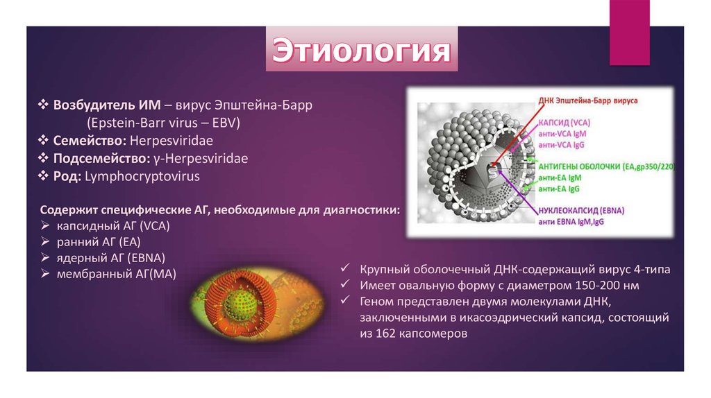 Мононуклеоз вирус эпштейна