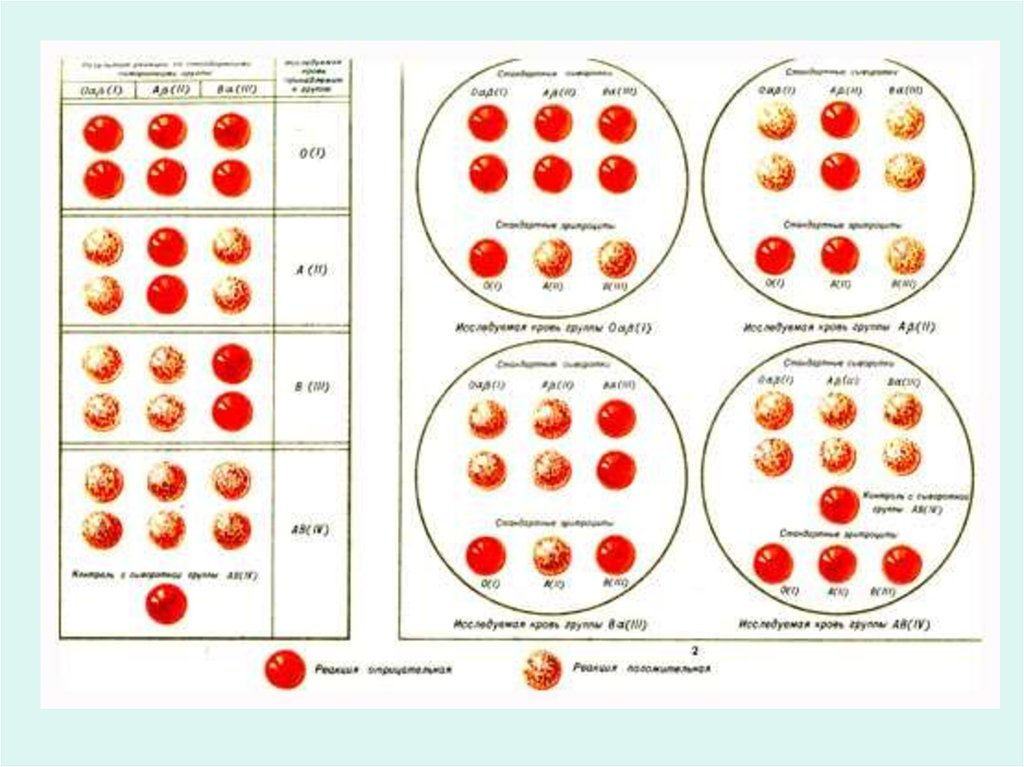 Стандартные сыворотки крови. Перекрестный метод определения группы крови. Определение группы крови методом стандартных сывороток. Цоликлоны для определения группы крови таблица. Резус фактора цоликлонами.