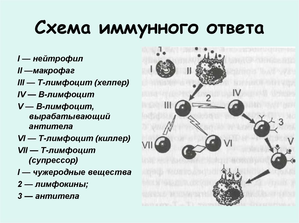 Составьте схему ответа иммунной системы на проникновение в организм возбудителя ангины 8 класс