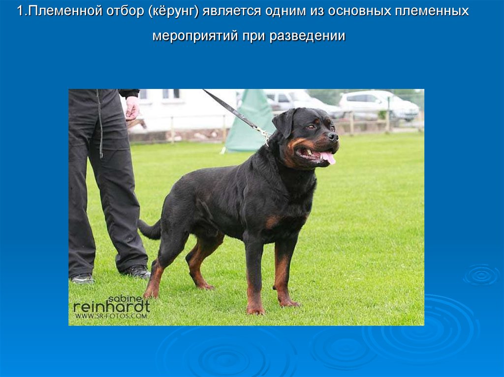 Кёрунг - презентация онлайн