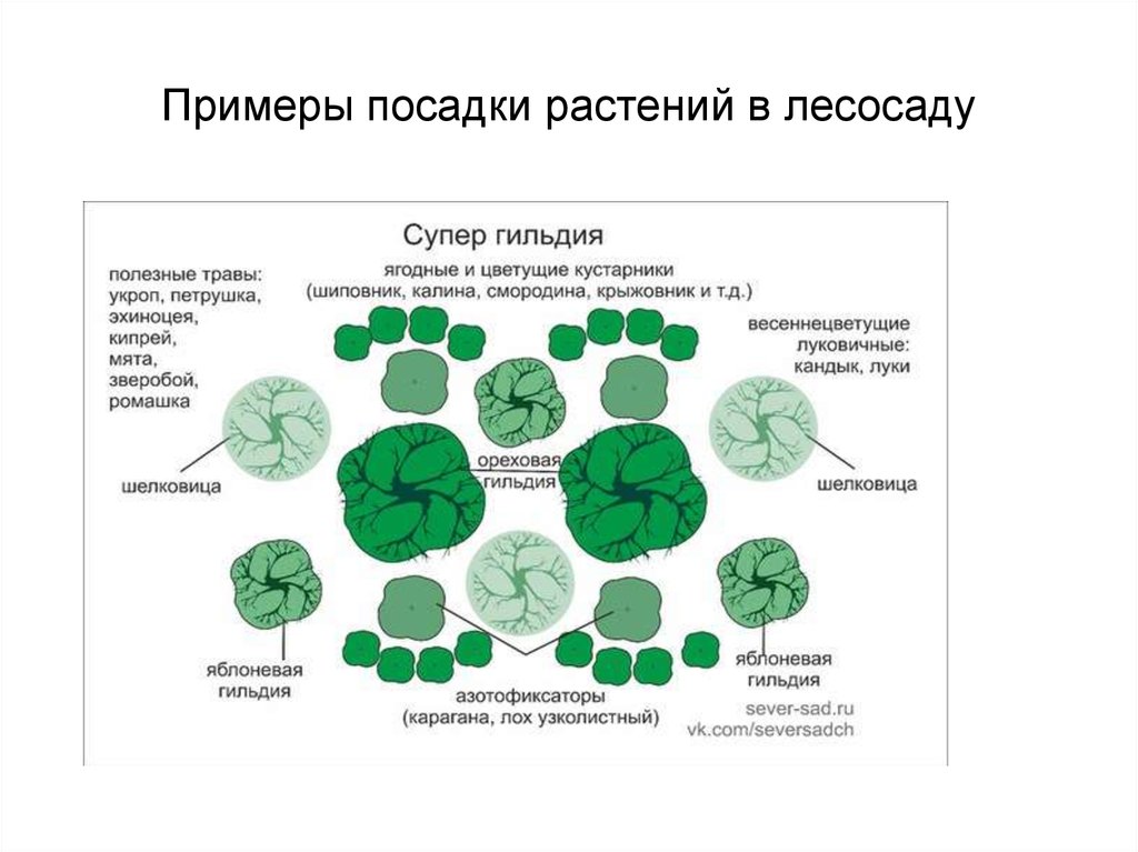 Схема высадки растений