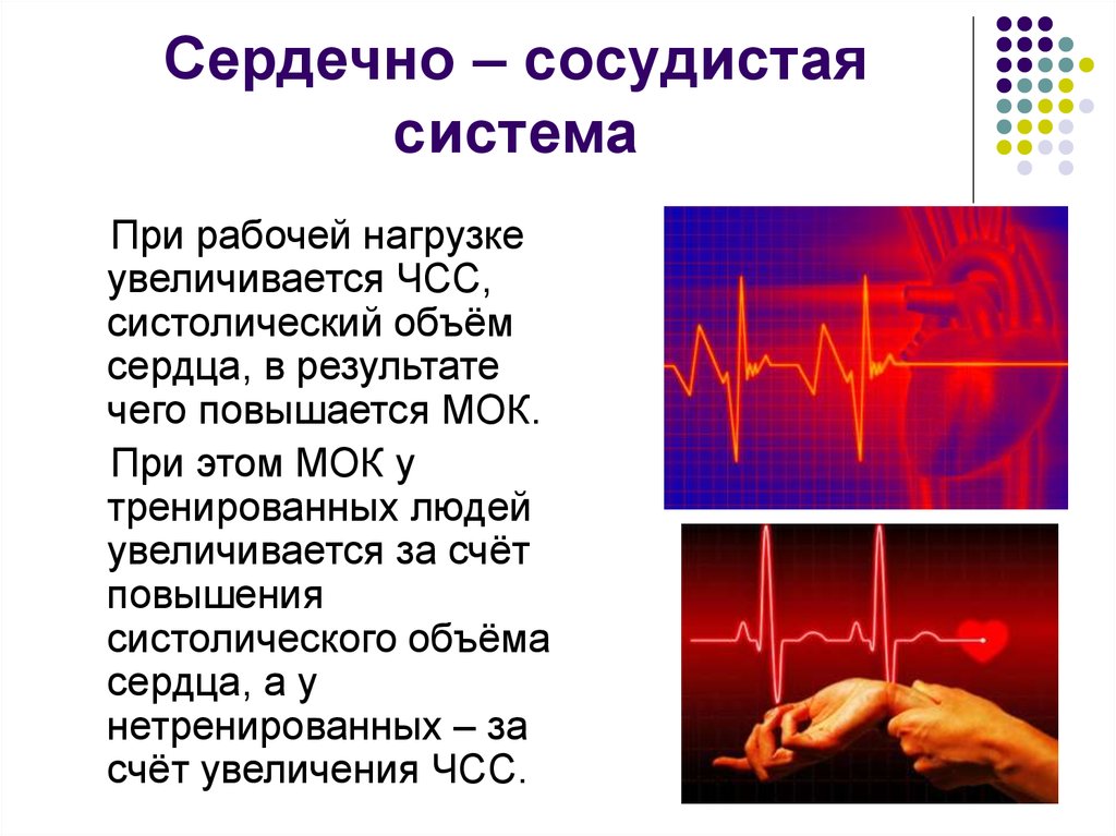 Сердечно – сосудистая система