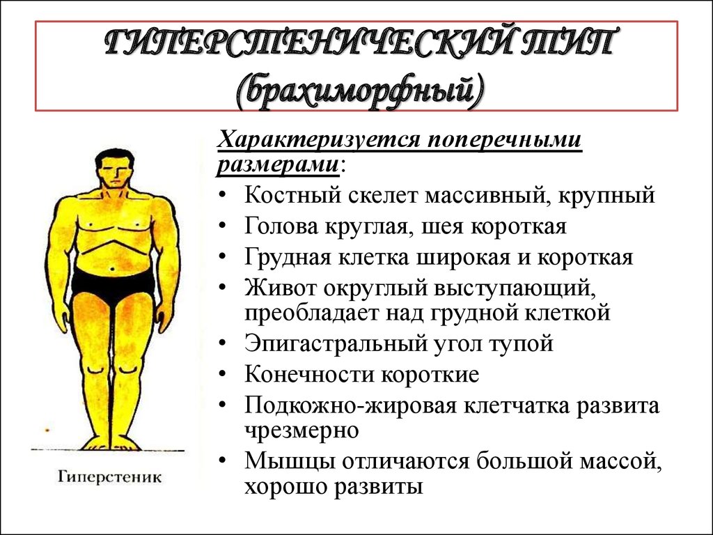 Конституция телосложения человека. Гиперстенический Тип грудной клетки. Гиперстеник Тип телосложения. Тип телосложения у мужчин гиперстеников. Тип грудной клетки нормостенический гиперстеническая астеническая.