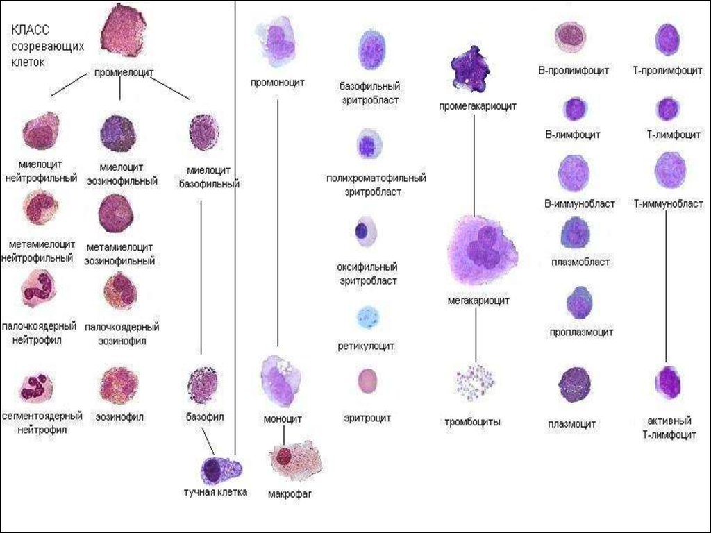 Деление клеток крови. Схема кроветворения нейтрофильного ряда. Схема кроветворения лимфоцитов. Гранулоцитарный Росток кроветворения. Лимфоцитопоэз гистология.