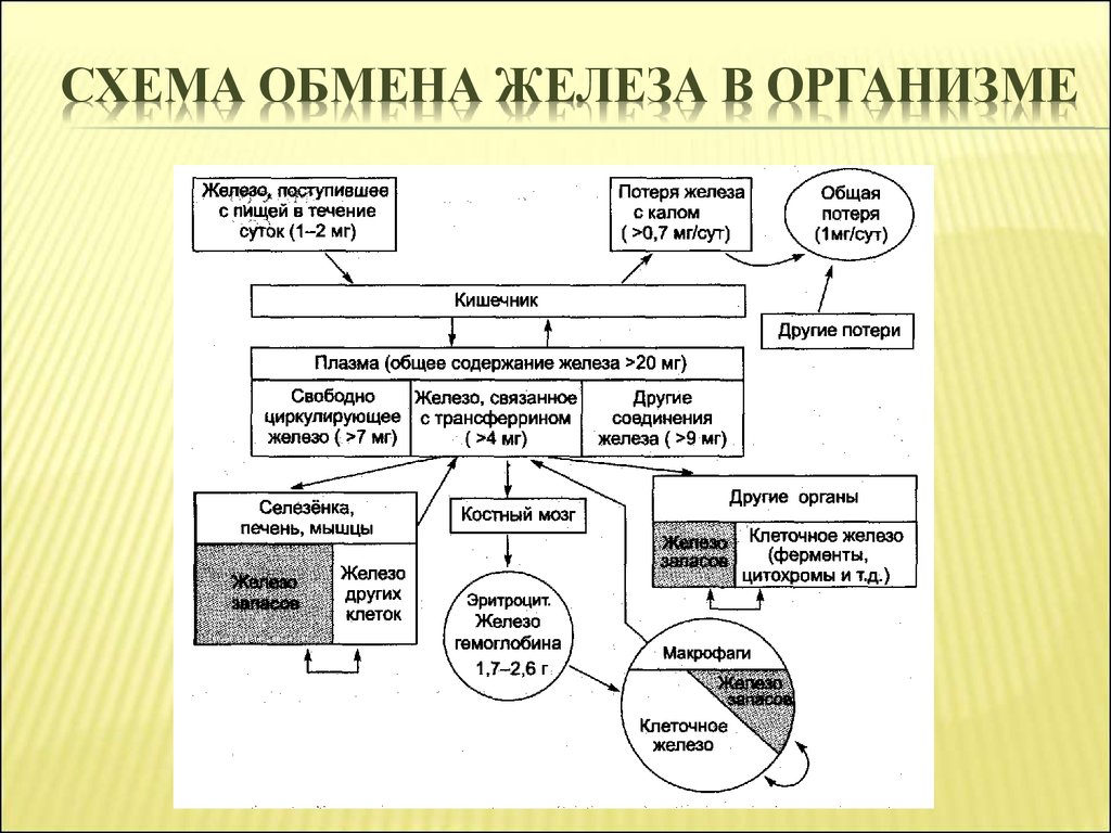 Обмен железа схема