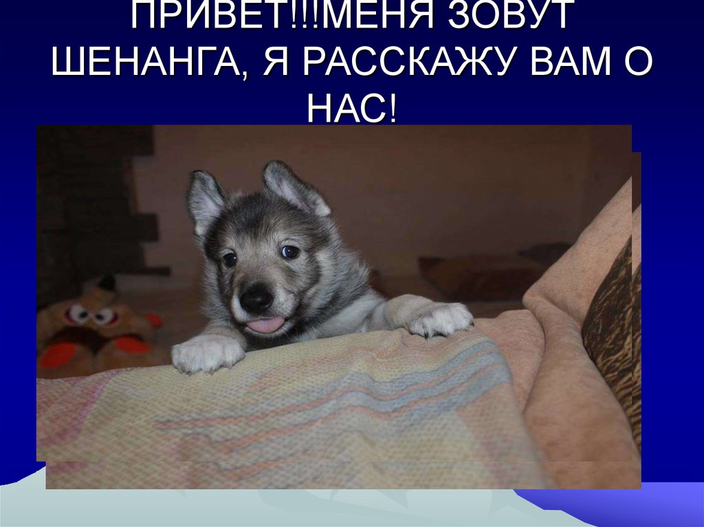 ПРИВЕТ!!!МЕНЯ ЗОВУТ ШЕНАНГА, Я РАССКАЖУ ВАМ О НАС!