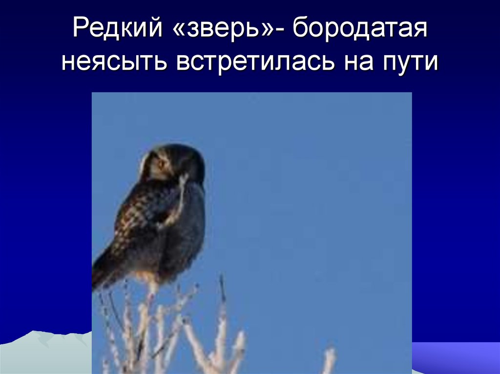 Редкий «зверь»- бородатая неясыть встретилась на пути