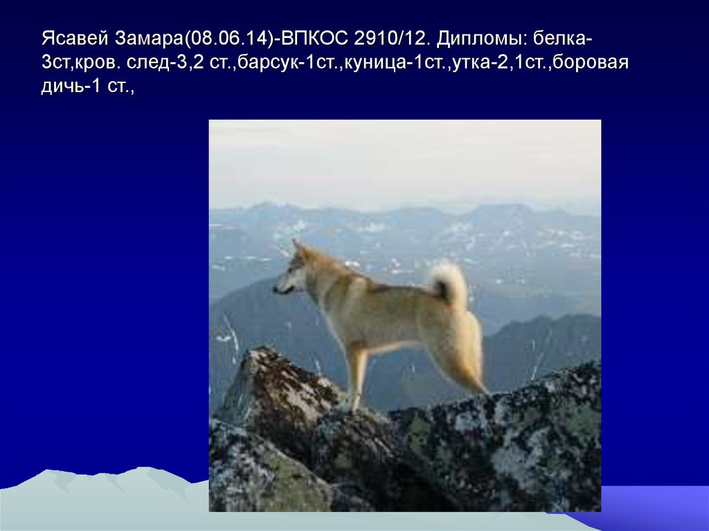 Ясавей Замара(08.06.14)-ВПКОС 2910/12. Дипломы: белка-3ст,кров. след-3,2 ст.,барсук-1ст.,куница-1ст.,утка-2,1ст.,боровая дичь-1