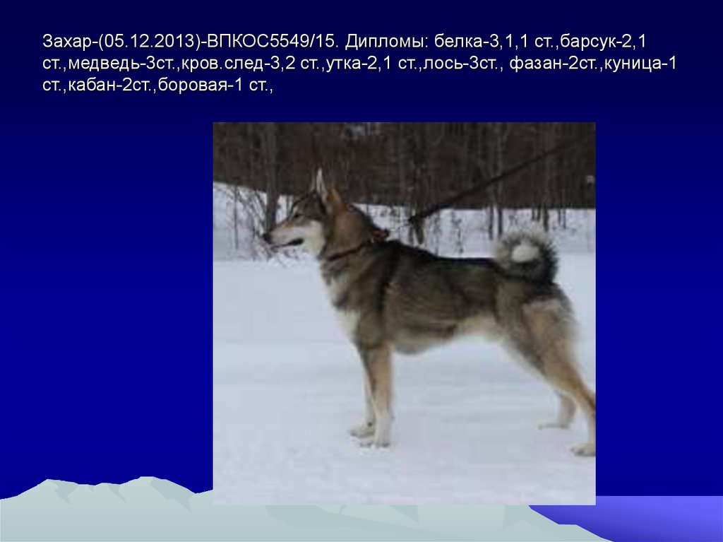 Захар-(05.12.2013)-ВПКОС5549/15. Дипломы: белка-3,1,1 ст.,барсук-2,1 ст.,медведь-3ст.,кров.след-3,2 ст.,утка-2,1 ст.,лось-3ст.,