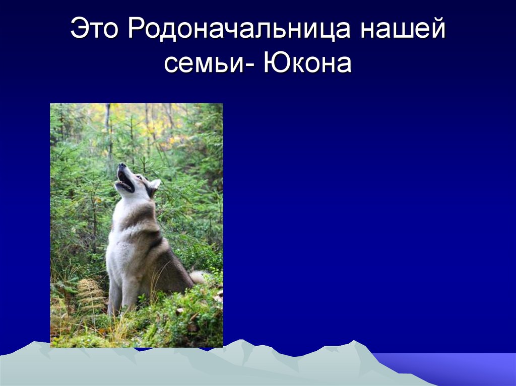 Это Родоначальница нашей семьи- Юкона