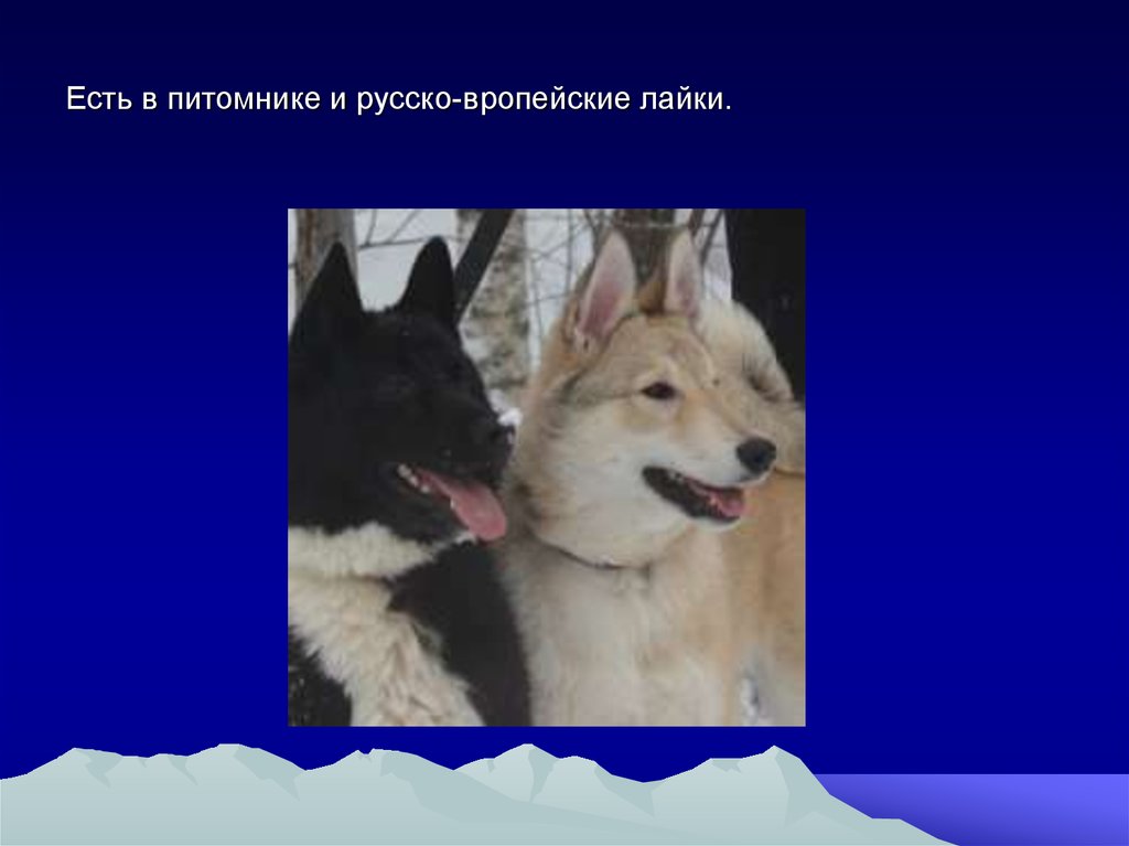 Есть в питомнике и русско-вропейские лайки.