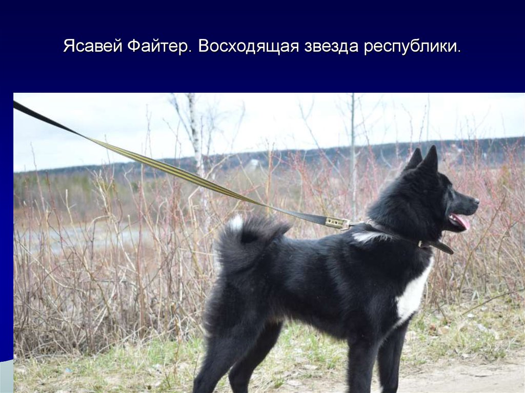 Ясавей Файтер. Восходящая звезда республики.