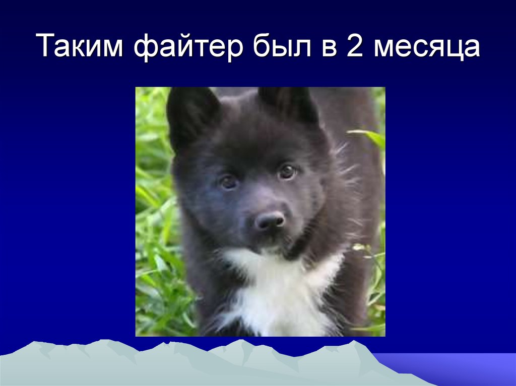 Таким файтер был в 2 месяца