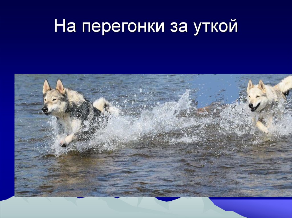 На перегонки за уткой