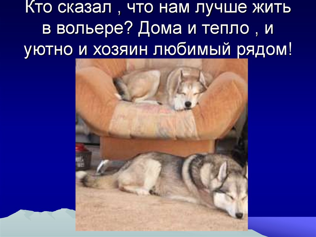 Кто сказал , что нам лучше жить в вольере? Дома и тепло , и уютно и хозяин любимый рядом!
