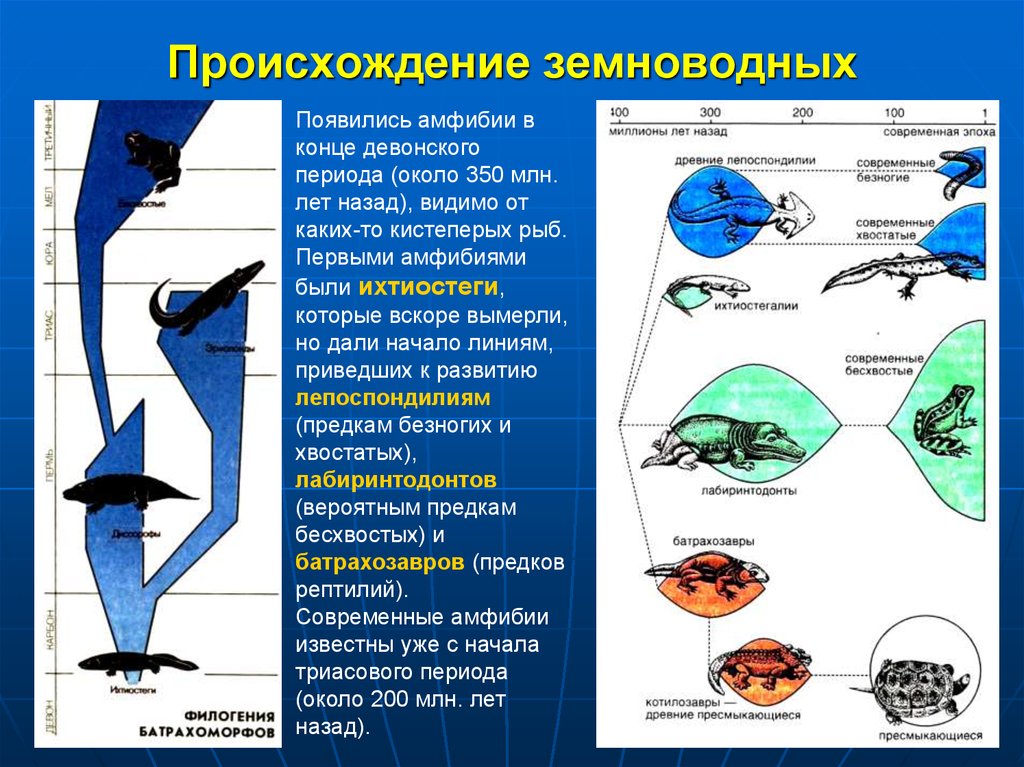 Происхождение земноводных доказательства