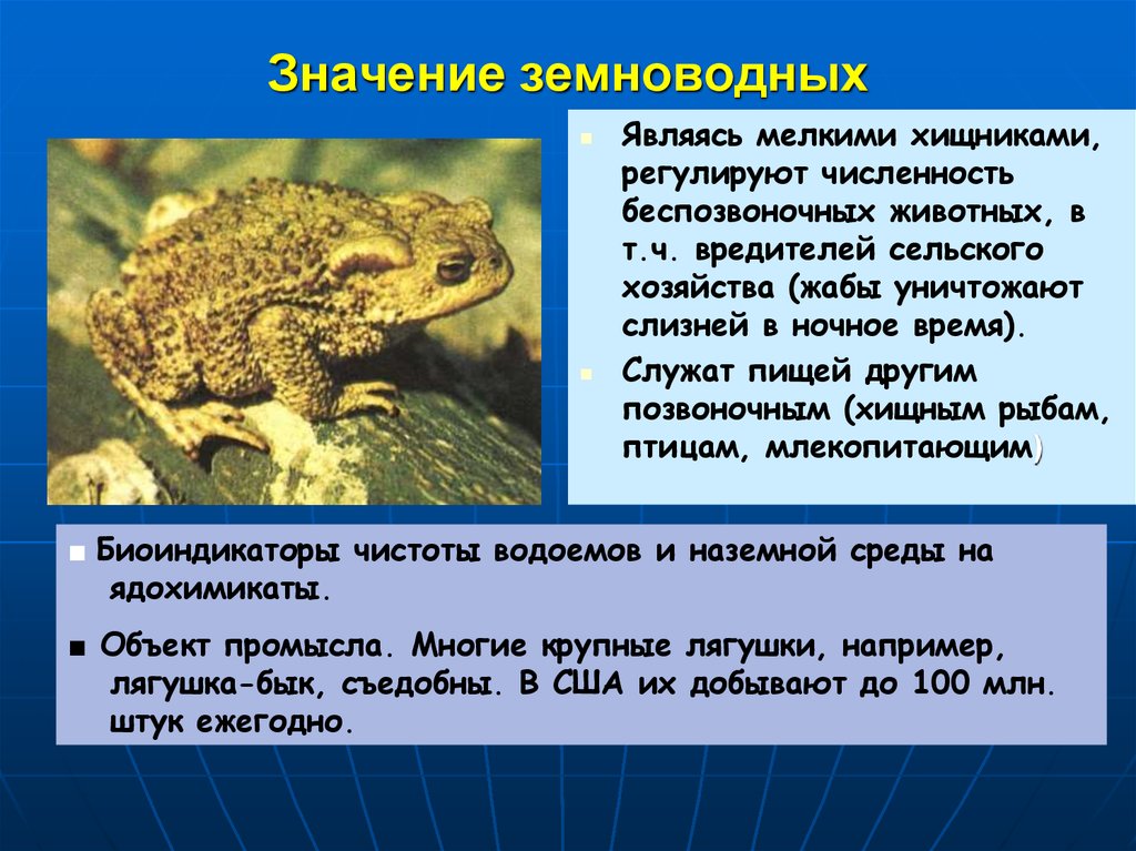 Особенности образа жизни лягушки. Роль амфибий в природе. Значение земноводных. Особенности земноводных животных. Роль земноводных в природе.