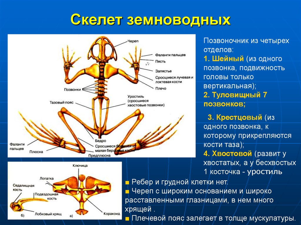 Скелет лягушки позвоночник. Опорно двигательная система лягушки скелет. Опорно двигательная система земноводных амфибий. Особенности строения скелета лягушки. Скелет земноводных уростиль.