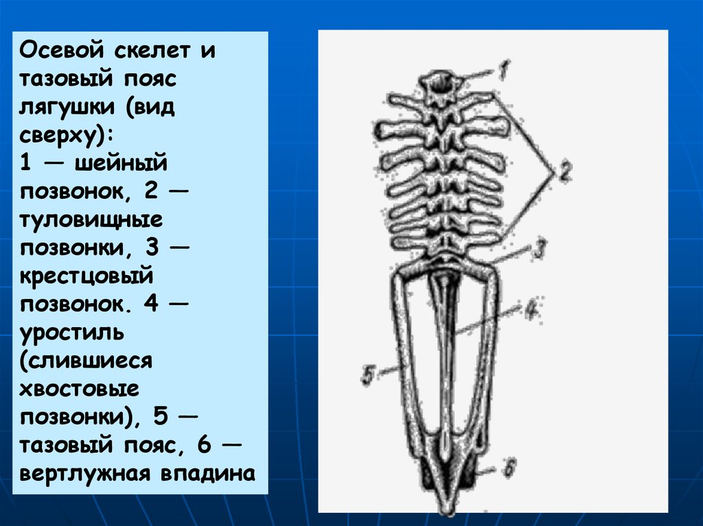 Скелет лягушки позвоночник. Осевой скелет и тазовый пояс лягушки вид сверху. Отделы осевого скелета земноводных. Осевой скелет амфибий. Осевой скелет и тазовый пояс.