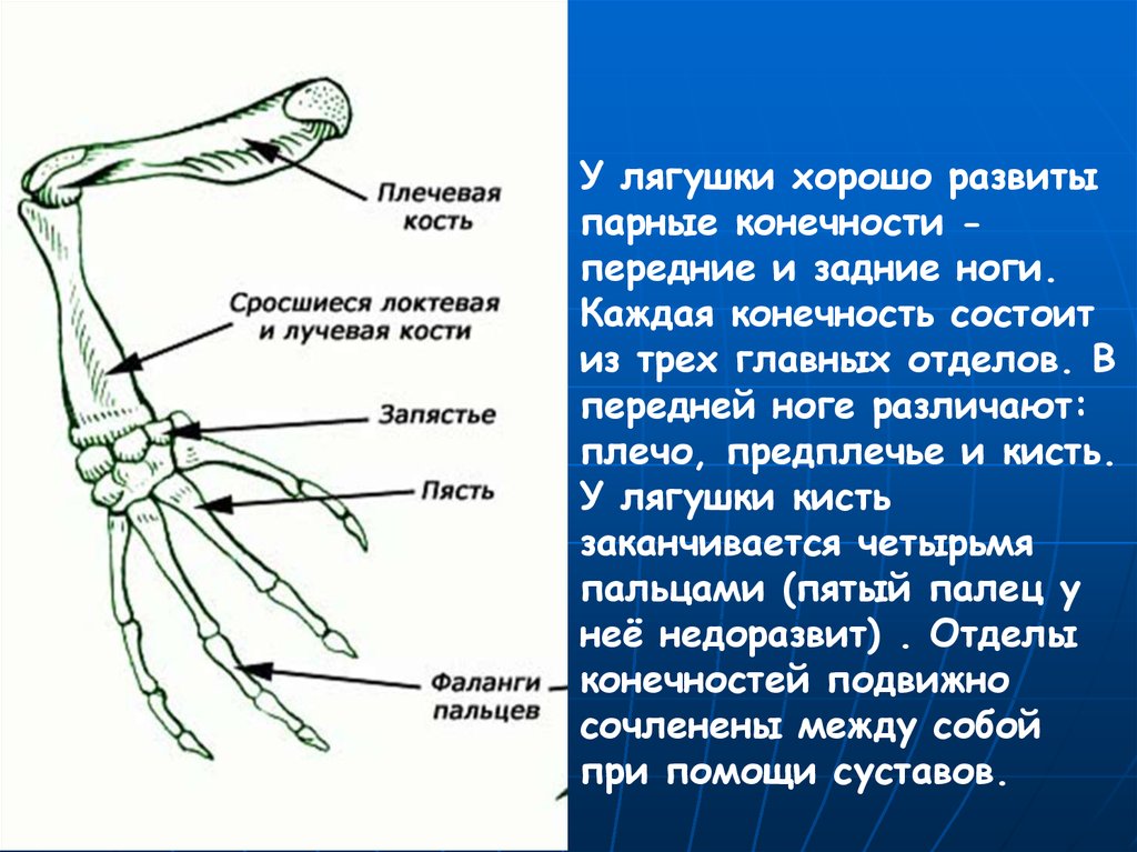 Функция скелета передних конечностей. Скелет лягушки передние конечности. Строение передней ноги лягушки. Строение конечностей лягушки. Скелет парных конечностей лягушки кости.
