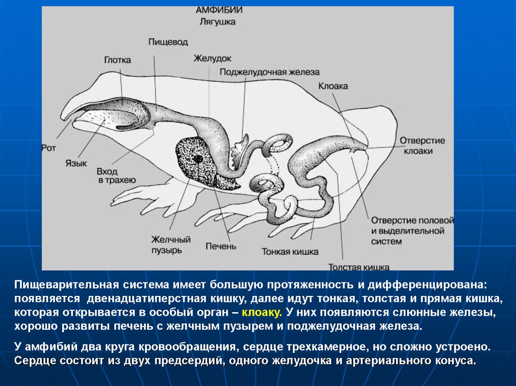 Рассмотрите рисунок напишите названия частей пищеварительной системы лягушки обозначенных цифрами