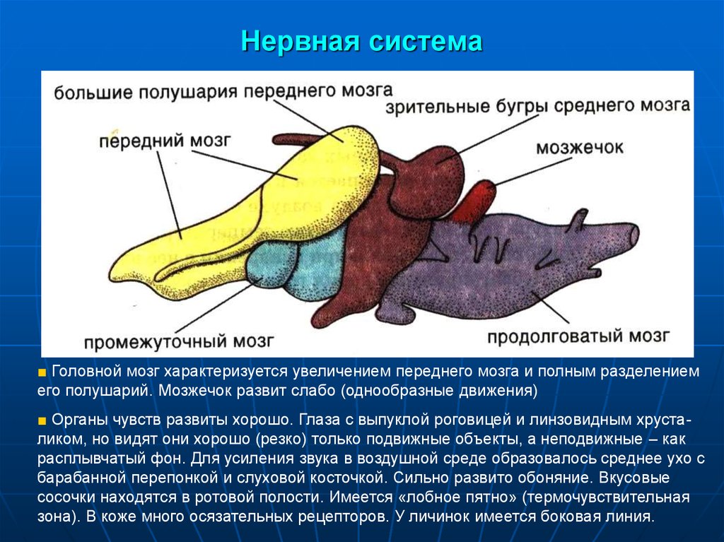 Какой отдел мозга развит у рыб. Отделы головного мозга рептилий. Название отделов головного мозга ящерицы. Головной мозг земноводных. Отделы мозга рыб.