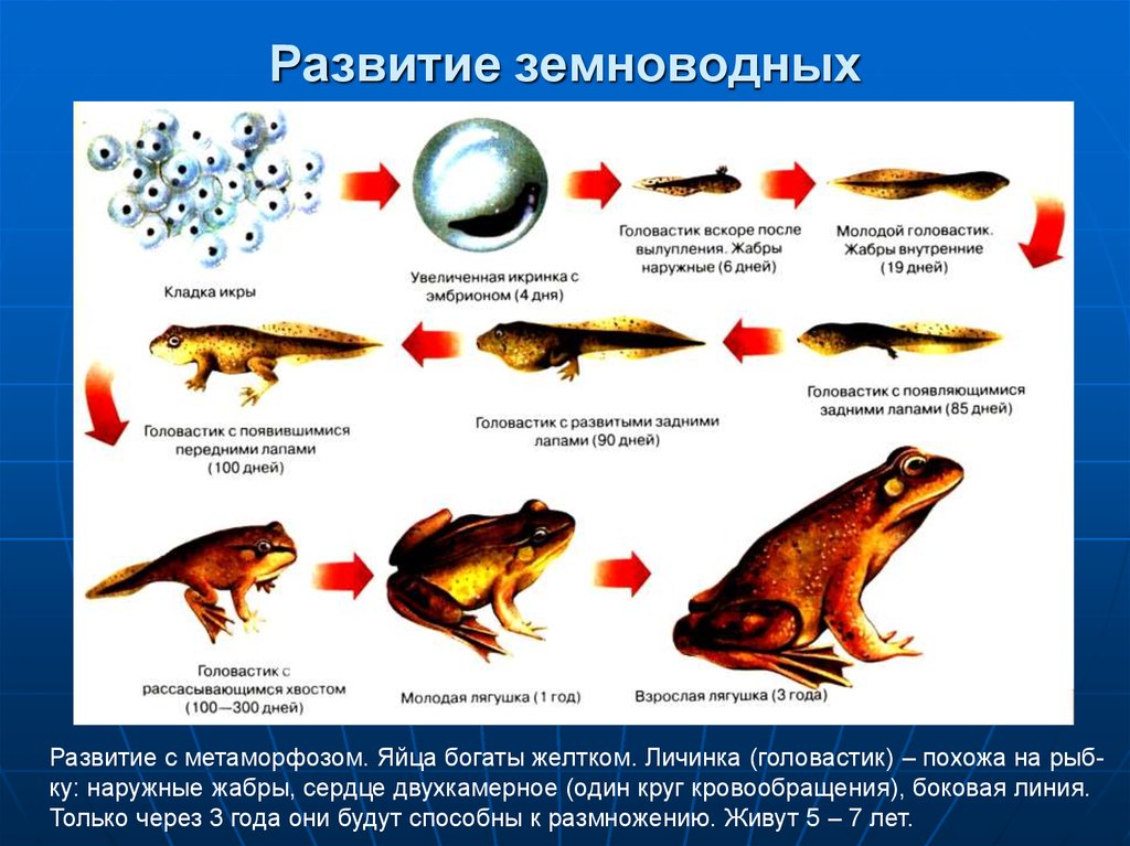 Процессы размножения и развития животных презентация 7 класс