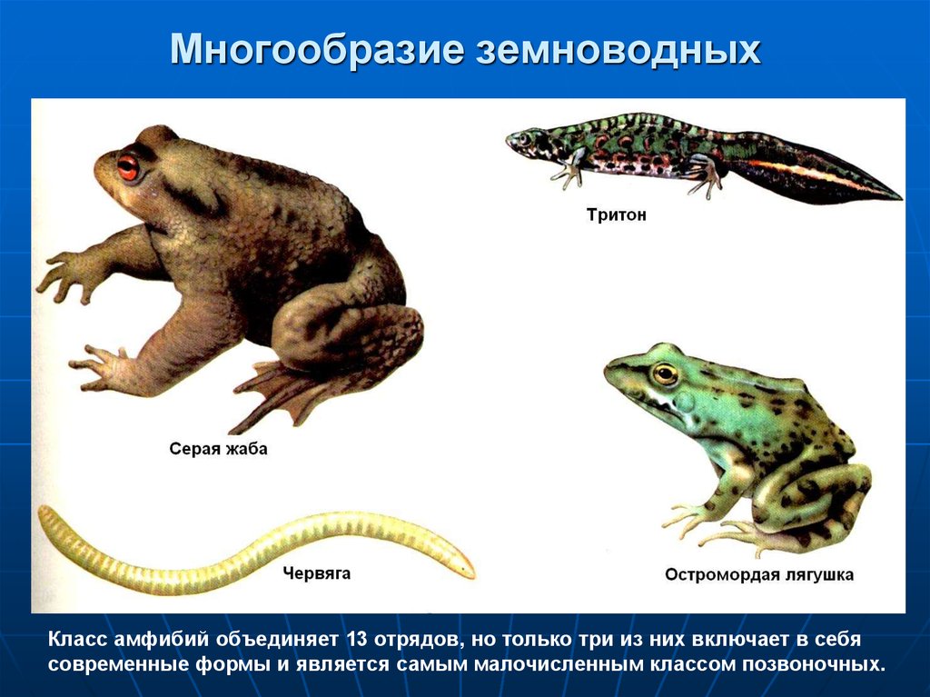 Какие животные земноводные. Представители класса земноводные. Разнообразие земноводных 3 класс. Многообразие амфибий таблица. Примеры земнововодных.