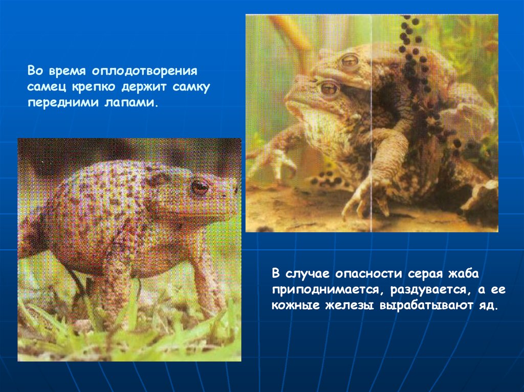 Развитие серой жабы. Серая жаба оплодотворение. Серая жаба кожные железы. Размножение серой Жабы. Лягушки оплодотворяются.
