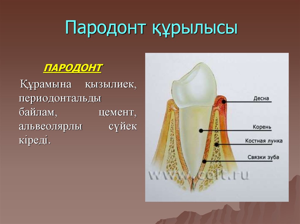 Пародонт строение и функции презентация