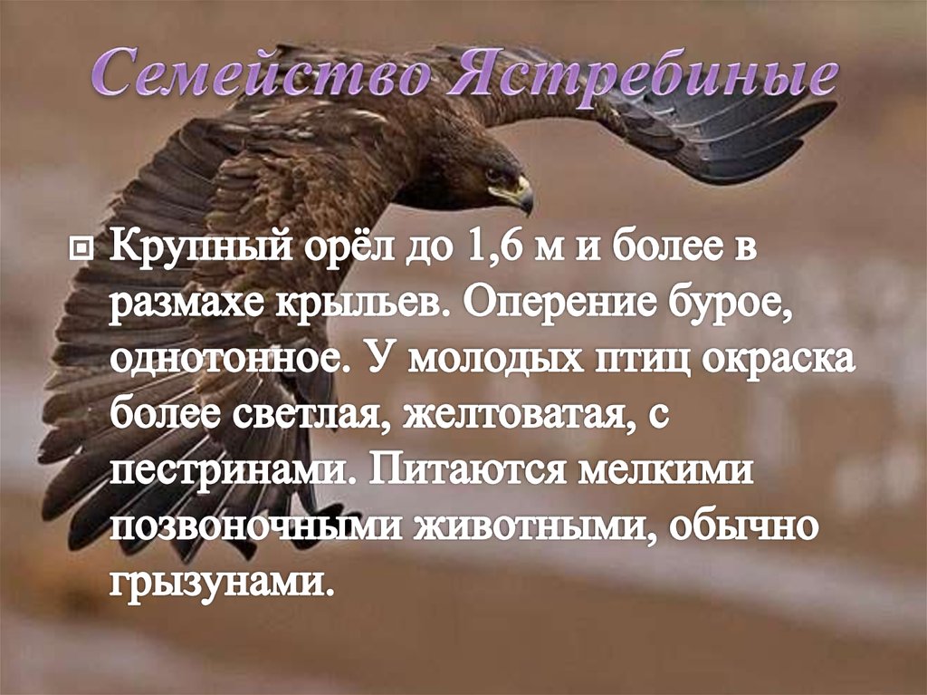 Семейство Ястребиные