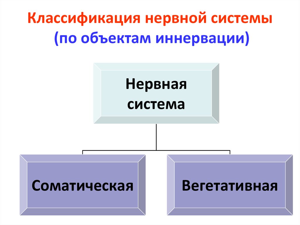 Классификация нервной