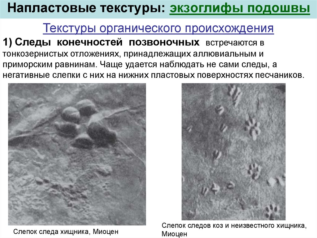 Следы вещества. Гранит след органического вещества. Органические следы гранита. След органических веществ. Следы органического вещества в граните.