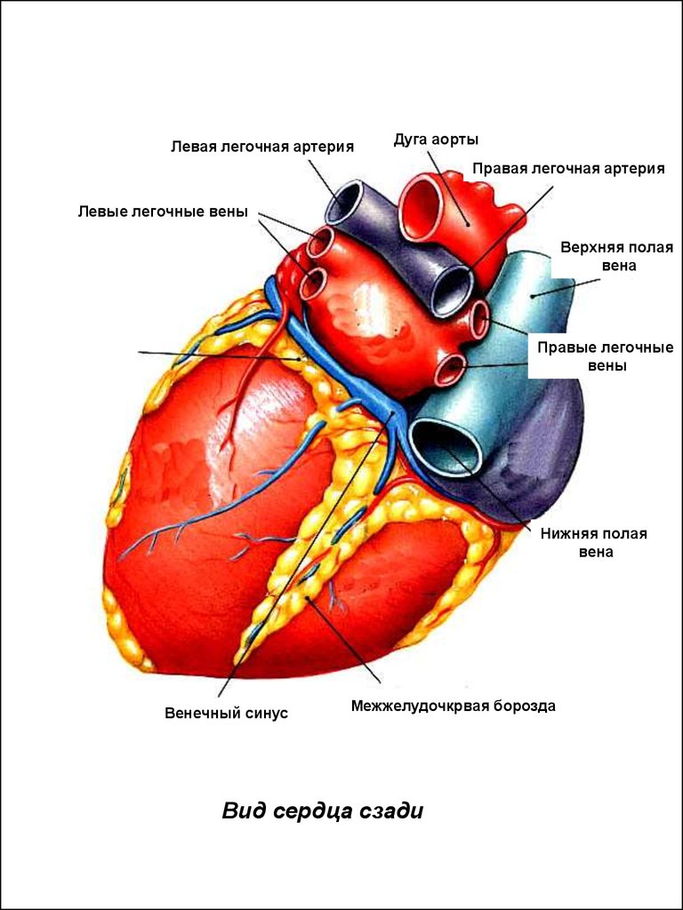 download pattern classification