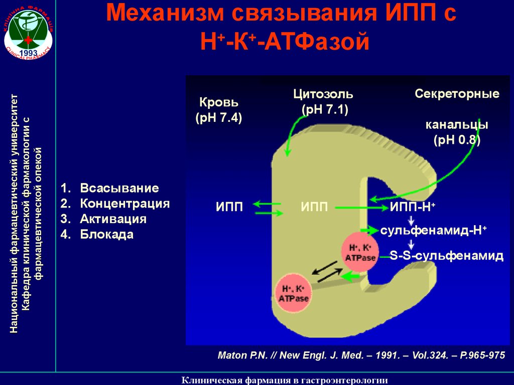 Ипп препараты для желудка. Ингибиторы протонной помпы (ИПП). Механизм действия ингибиторов протоновой помпы. Ингибиторы протонной помпы клиническая фармакология. Механизм ингибирования протонной помпы.