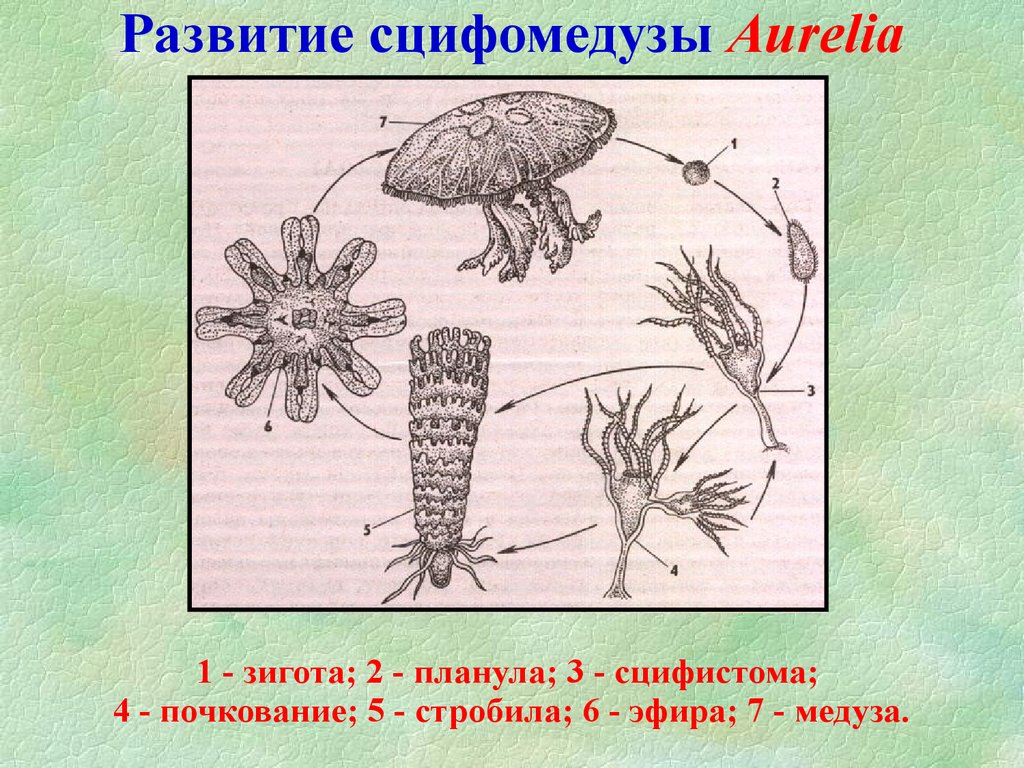 Цикл развития медузы рисунок с подписями