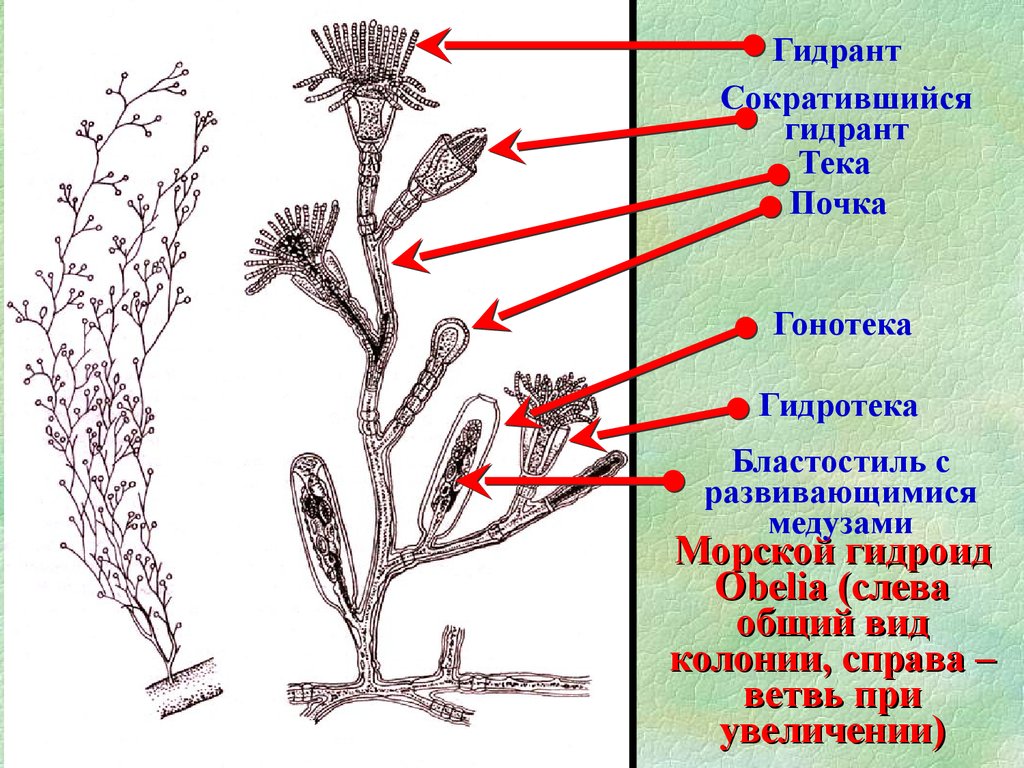 Гидроидные полипы строение. Колониальный гидроидный полип Obelia. Морской Гидроид обелия. Полип обелия строение.