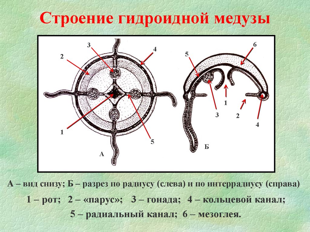 Строение медузы. Строение гидроидной медузы. Гидромедуза строение. Строение гидрозоидной медузы. Кольцевой канал гидроидной медузы.