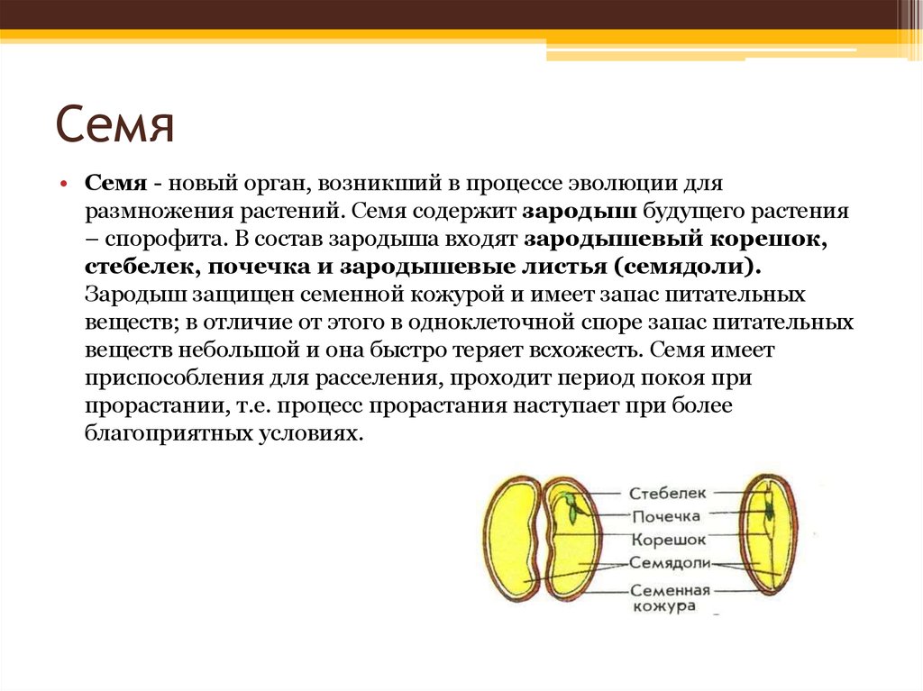 Кожура текст. Состав зародыша семени растения. Функции семени. Какие функции выполняет семя растения. Функции семени растений.